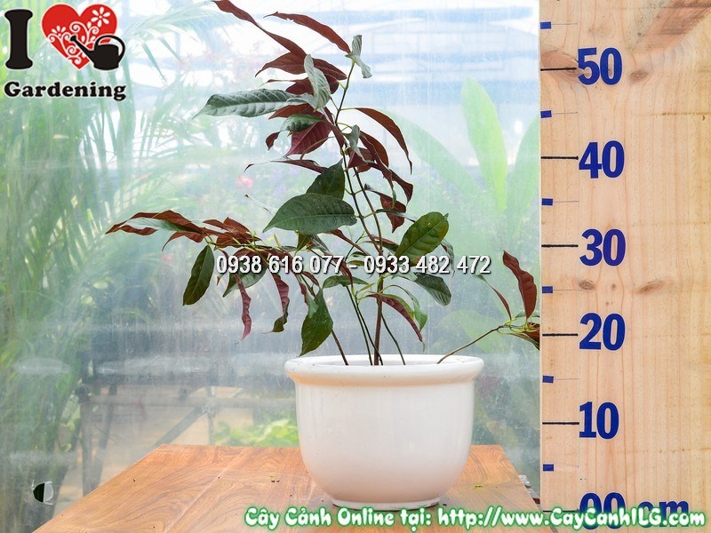Chậu cây liễu hai da cao 30cm – lá hai màu xanh đỏ đẹp mắt