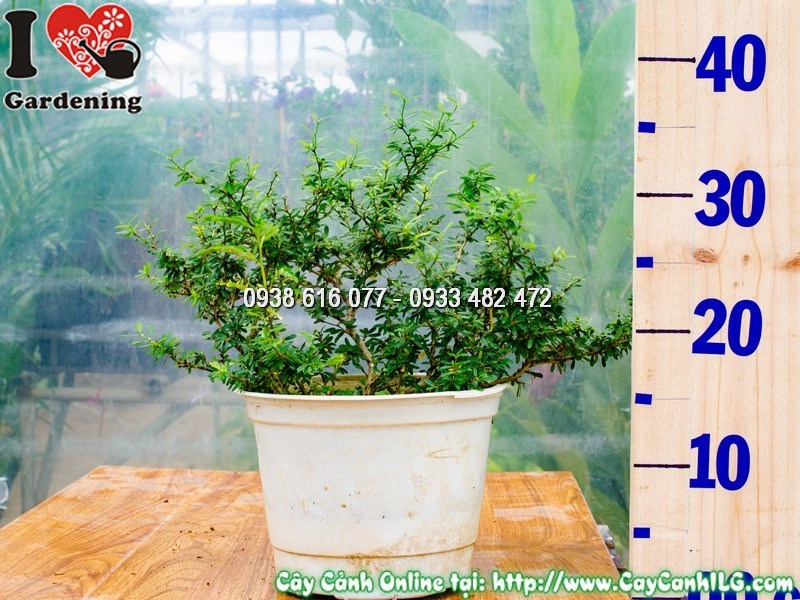 Cây Linh Sam Lá Rí cao 25cm – bonsai mini tại vườn ILG