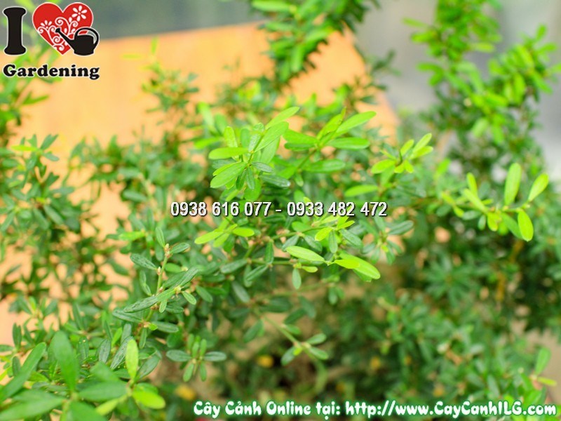 Chi tiết lá nhỏ và thân cây linh sam lá rí bonsai