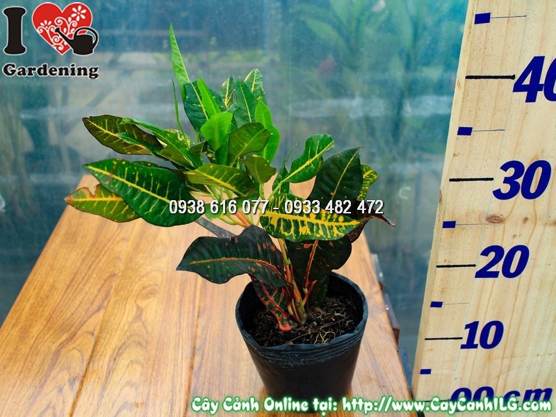 Cây mít eo lá màu cao 30cm - cây cảnh lá màu độc đáo