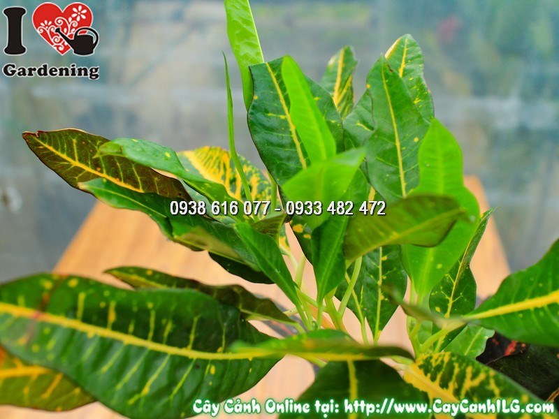 Chậu cây mít eo lá màu mẫu 2 - dáng cây gọn đẹp sau cắt tỉa