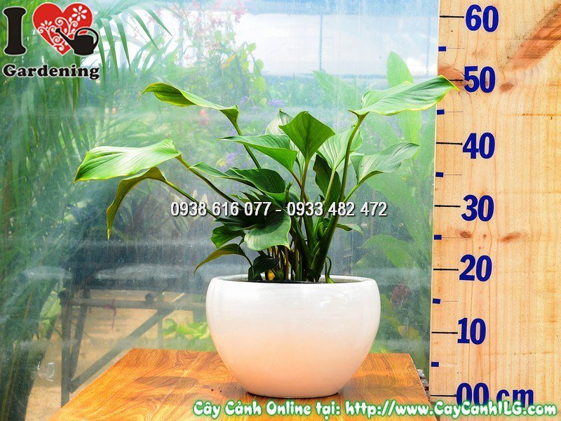 Cây môn Thanh Tâm Mẫu 1 xanh tươi đặt trong nhà