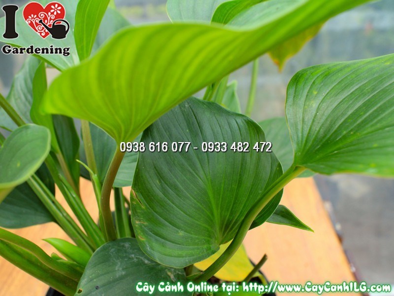 Cây môn Thanh Tâm trang trí phòng khách sang trọng