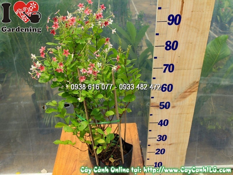 Cây trang leo đứng cao 70 cm trồng bồn viền cảnh quan