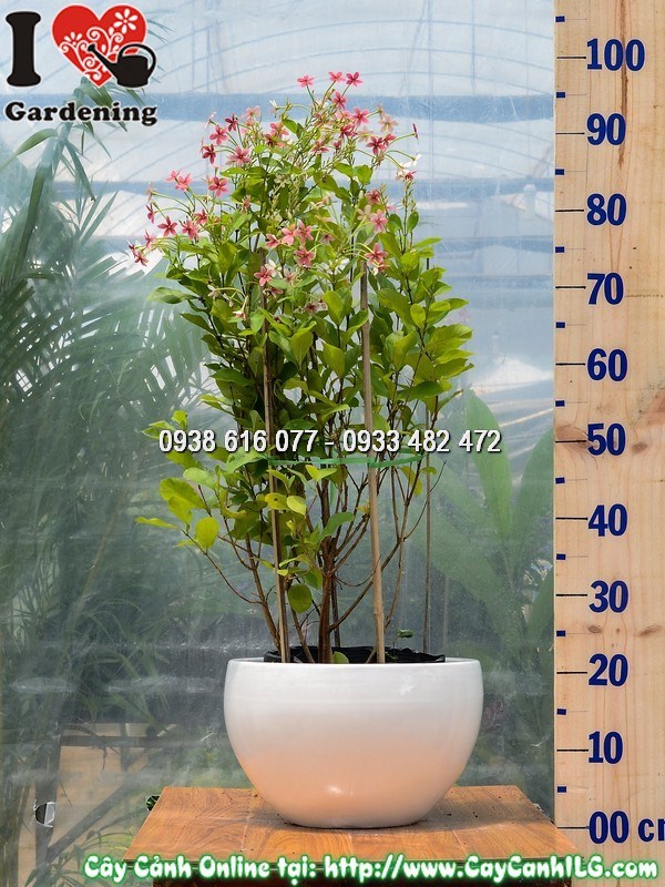 Chậu cây Trang Leo Đứng dáng thẳng đẹp kích thước 70cm