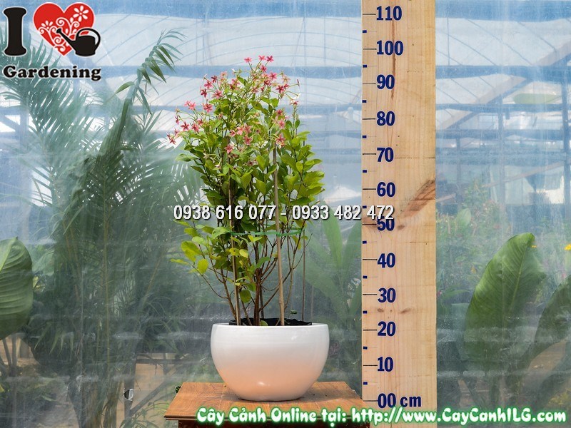 Cây Trang Leo Đứng Sử Quân Tử hoa nở ba màu đỏ trắng hồng tại ILG