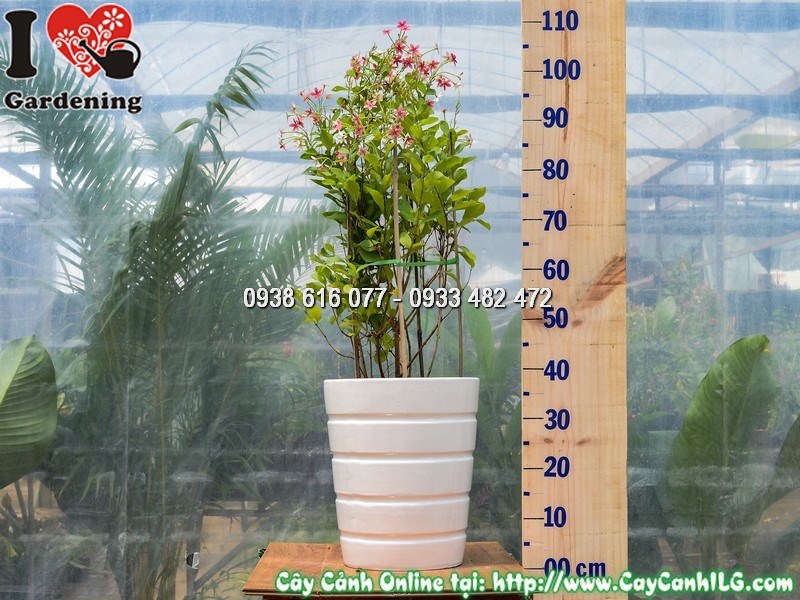 Chậu cây Trang Leo Đứng mẫu 4 góc nhìn toàn cảnh