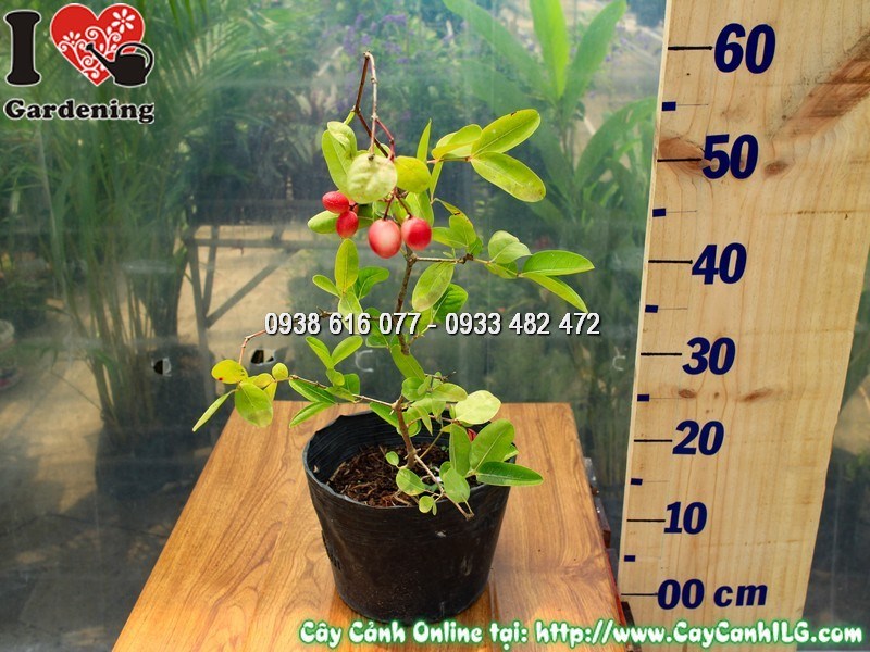 Cây si rô cao 40 cm đã ra trái – chùm quả đỏ rực căng mọng