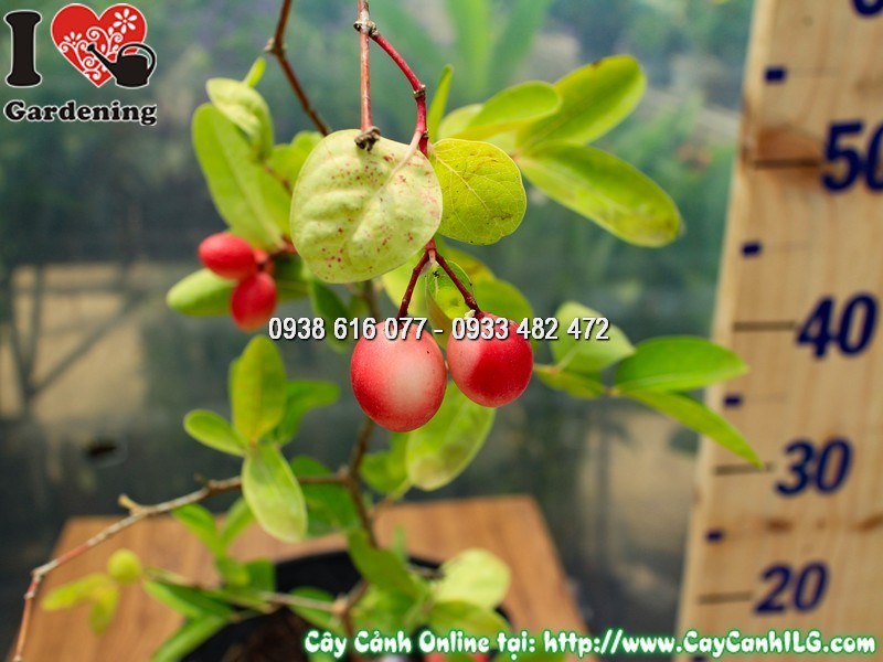 Chậu cây si rô cao 40cm mẫu 2 - trái chín đỏ đẹp trang trí sân vườn