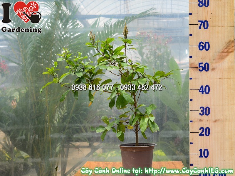 Cây thần kỳ cao 40cm lá xanh tươi tốt