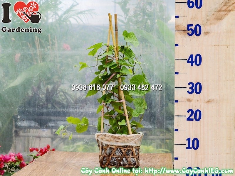 Cây hoa Tigon leo cao 30 cm - cây con khỏe mạnh sẵn sàng trồng giàn leo