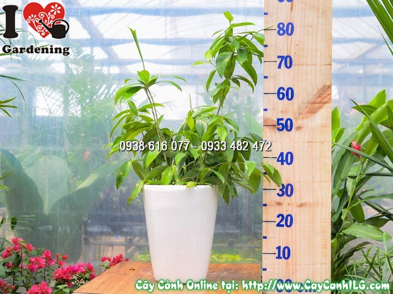 Chậu cây trúc nhật cao 50cm mẫu 4a tại vườn ILG
