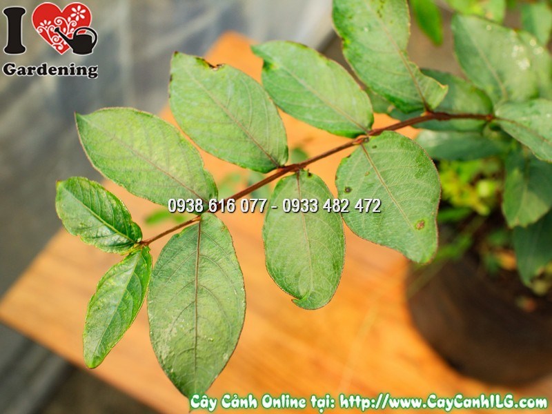 Mẹo kích hoa tường vi đỏ nở nhiều và đẹp