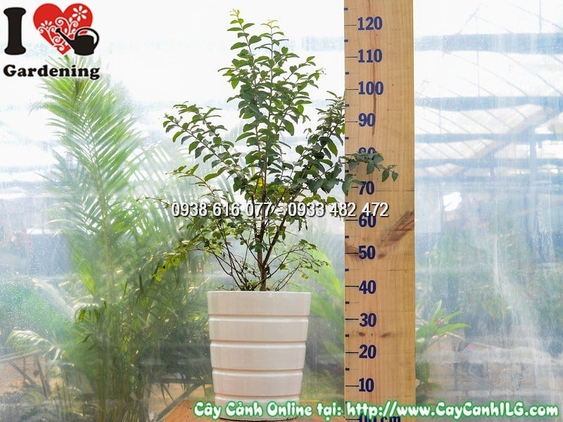 Chậu cây tường vi hoa đỏ cao 80cm - cảnh quan đẹp tại ILG