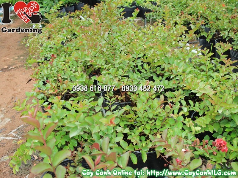 Cây tường vi hoa đỏ trưng bày ngoài trời với ánh sáng đầy đủ