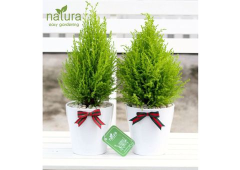 Quà tặng QTNA003