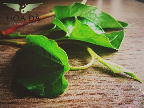 Cách chữa viêm họng bằng rau diếp cá hiệu quả nhất