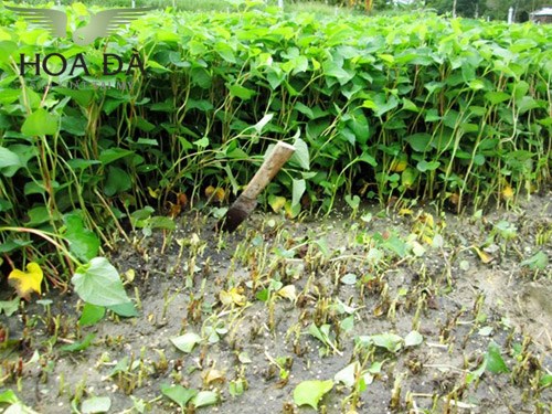 Cách chữa viêm họng bằng rau diếp cá hiệu quả nhất