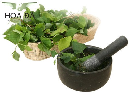 Cách chữa viêm họng bằng rau diếp cá hiệu quả nhất