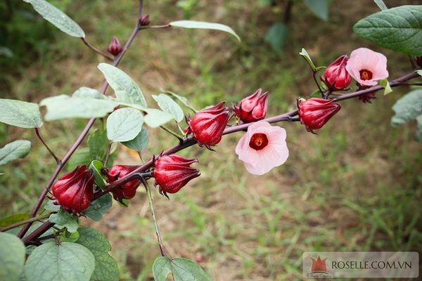 hộp quà tết sức khỏe1