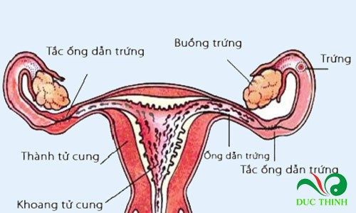 la du du duc chua trị benh ung thu 1