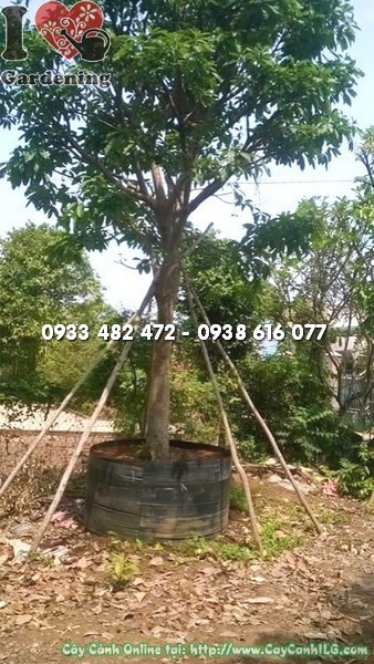 Cây chiếc cao 4m đường kính 20cm dáng thẳng đẹp
