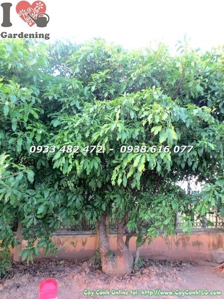 Cây Chiếc Cổ Thụ cao 4m Ms 23497 – cây cảnh bóng mát cổ thụ đẹp tại ILG