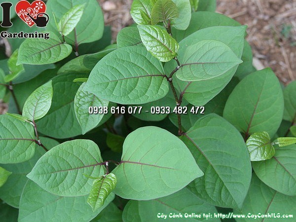 Cây Cốt Khí Củ Ms 25934 - cây dược liệu dân gian tại ILG