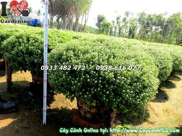 Hoa cúc mâm xôi vàng nở rộ trên cây cao 55cm
