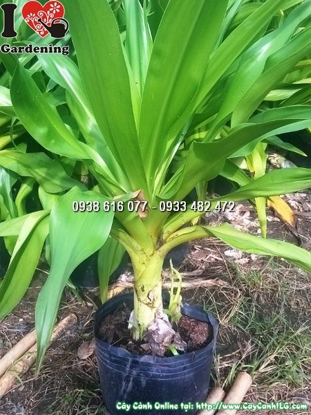 Hoa Đại Tướng Quân nở trắng đẹp trong khuôn viên