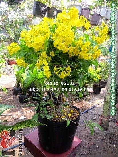 Cây hoa chuông vàng cao 80cm – Ms 05182 tại vườn ILG