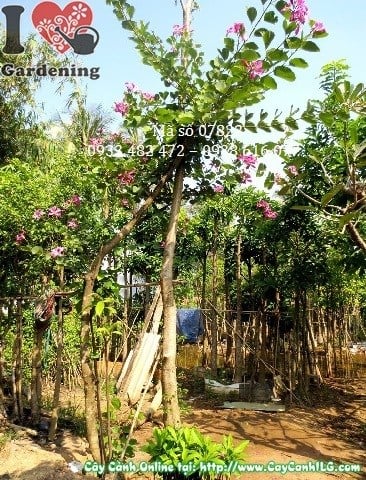 Cây Móng Bò cao 4m đường kính 15cm trồng cảnh quan