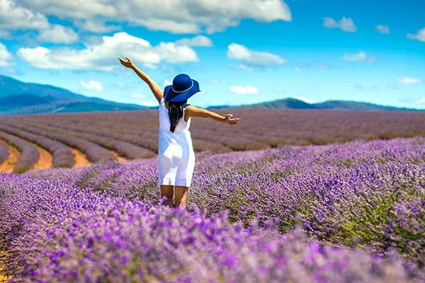 lavender - hoa oải hương tím