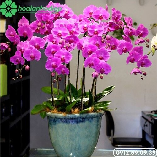 chau-hoa-lan-ho-diep-12-canh