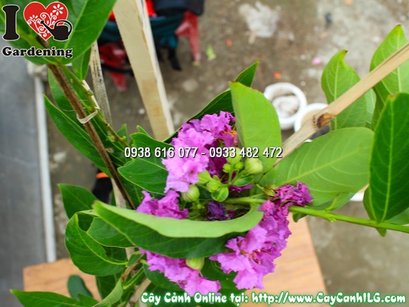 Hoa bằng lăng tím giống mới nở thành chùm đẹp rực rỡ
