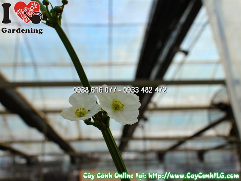 Cây Bách Thủy Tiên trồng bên hồ nước tạo cảnh quan đẹp