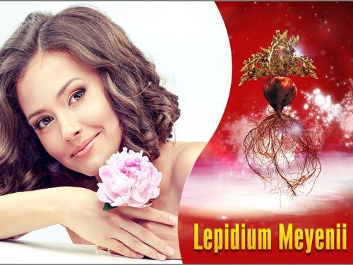 Điều trị rối loạn kinh nguyệt với thuốc nam dược