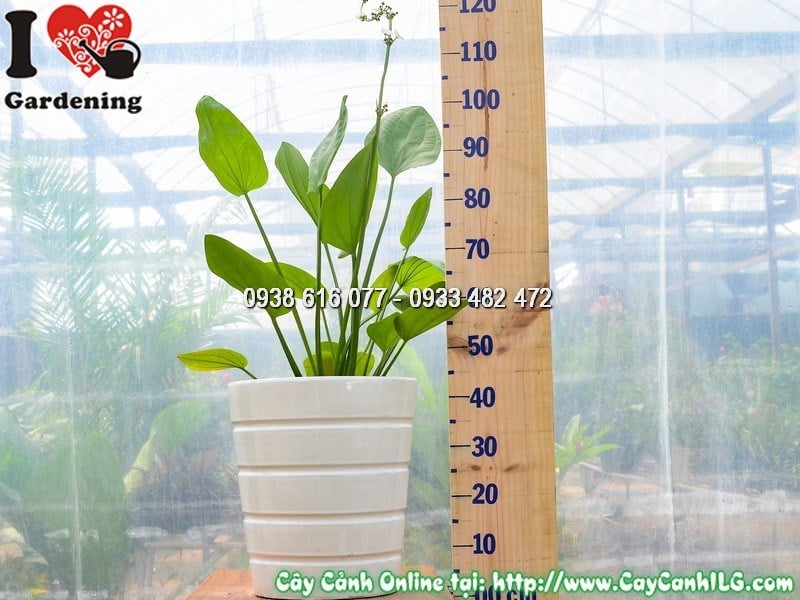 Chậu cây Bách Thủy Tiên cao 50 cm Mẫu 4 – tiểu cảnh nước đẹp
