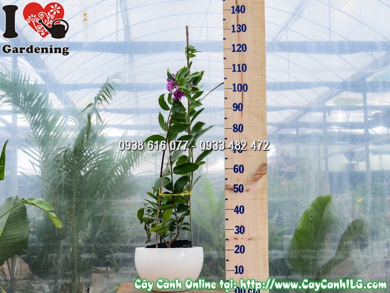 Cây bằng lăng tím cao 1m trồng chậu mẫu 1 tại vườn ILG