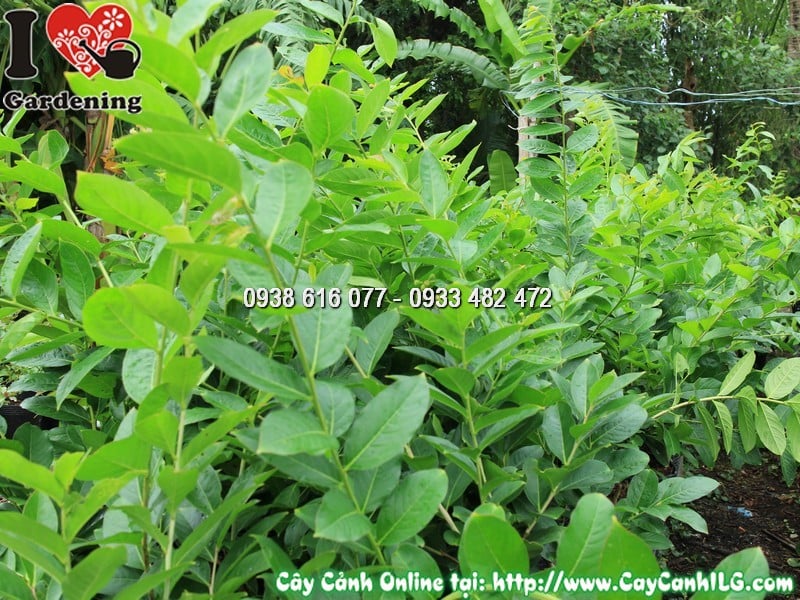 Cây bằng lăng tím trồng chậu khỏe mạnh, lá xanh tươi