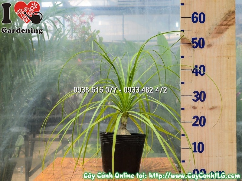 Cây Lan Bình Rượu thân phình đặc trưng, lá xanh rủ xuống duyên dáng