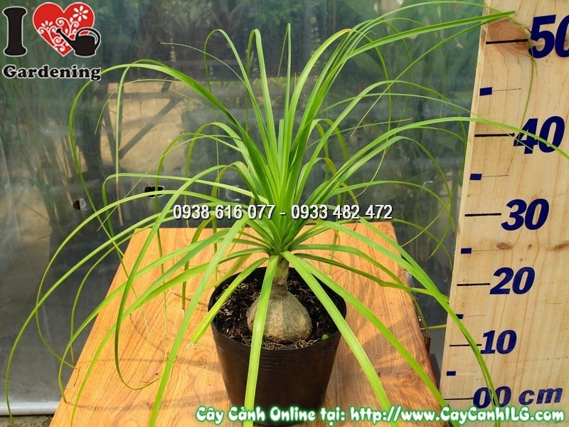 Cây Lan Bình Rượu - toàn cảnh cây đẹp tại vườn ILG