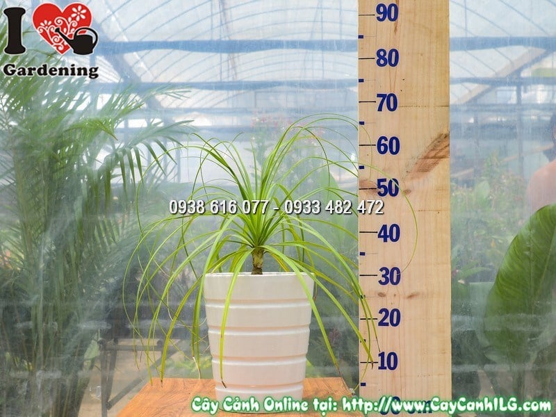 Cây lan bình rượu mẫu 4 - thân gốc phình to đặc trưng