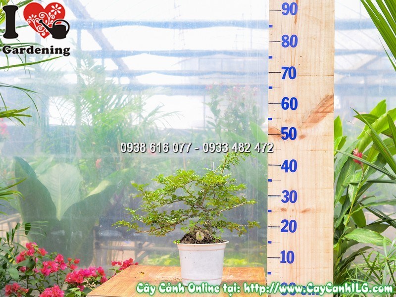 Cây cần thăng bonsai mini 30cm lá xanh bóng gai nhọn đặc trưng