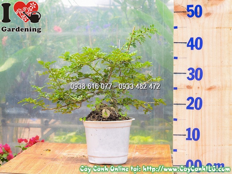 Cây cần thăng mini bonsai 30cm dáng đẹp trang trí văn phòng quán cà phê