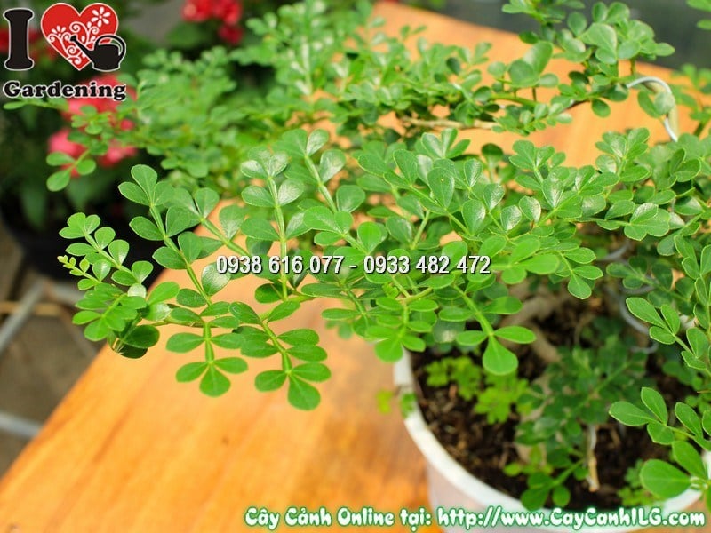 Chi tiết lá cây cần thăng bonsai mini 30cm - lá kép xanh bóng mượt
