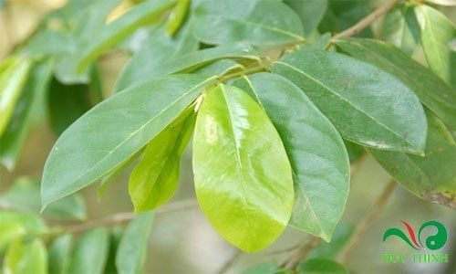 la mang cau xiem chua tri benh ung thu 1
