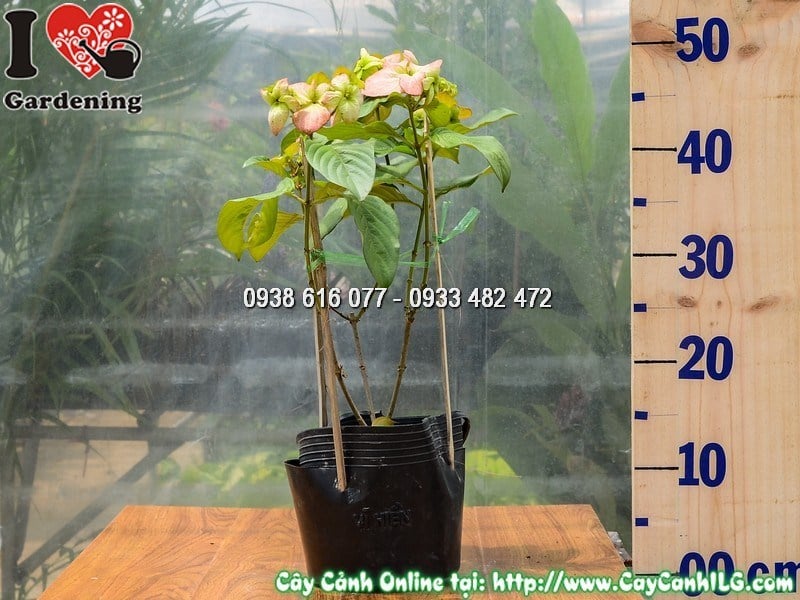Cây bướm hồng cao 30 cm - cây con trồng hàng loạt