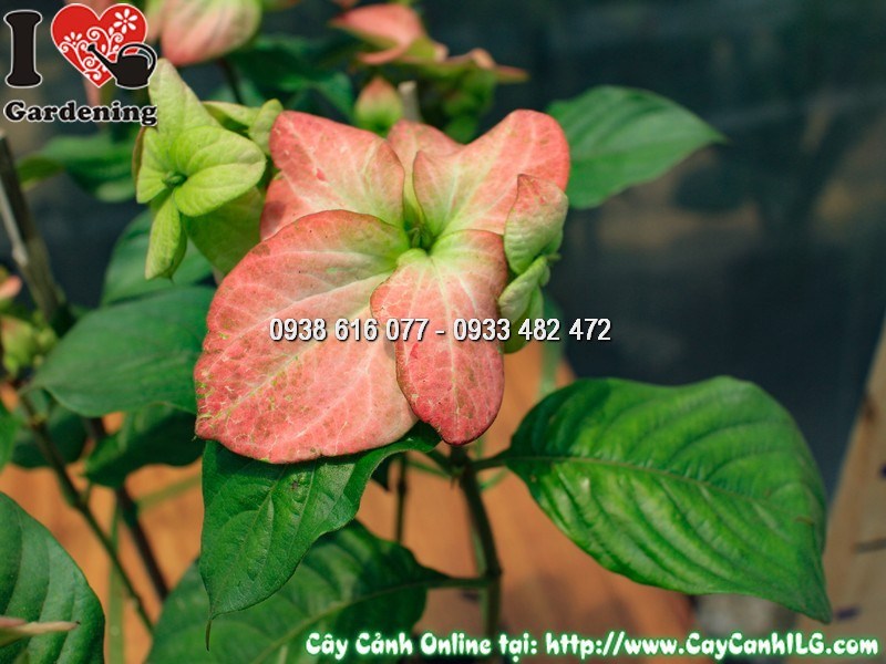Vườn ILG cung cấp cây bướm hồng sỉ cho dự án cảnh quan lớn