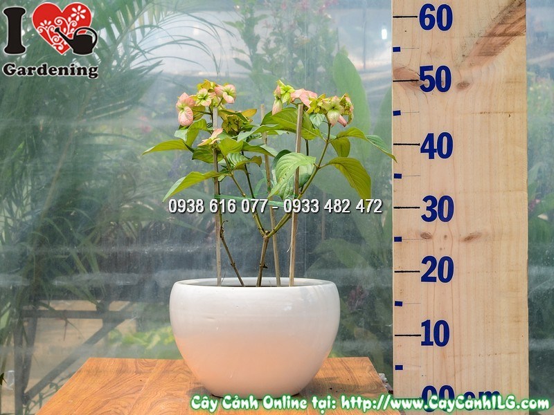 Lộ trình phát triển cây bướm hồng từ chậu nhỏ đến cây trưởng thành